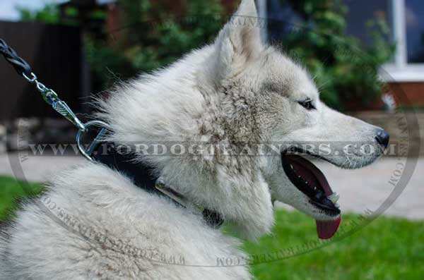 Leather Husky Collar with Steel Name Plate