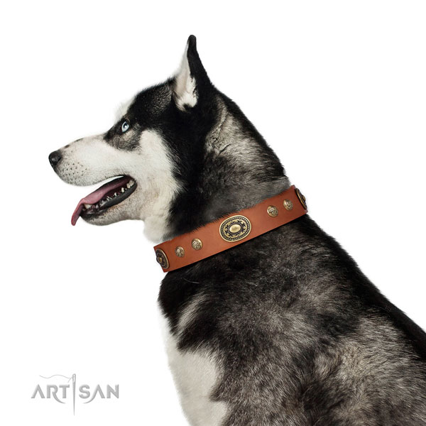 Husky comfortable wearing dog collar of soft genuine leather