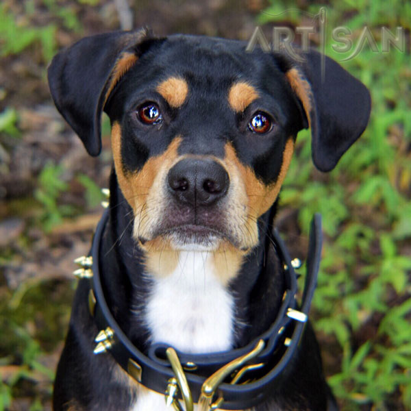 Stylish Leather Dog Collar with  Embellishments