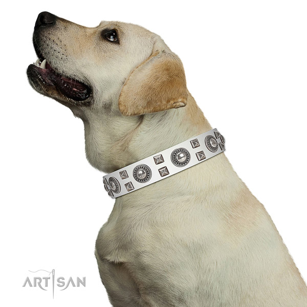 Extraordinary walking leather Labrador collar with chic decorations