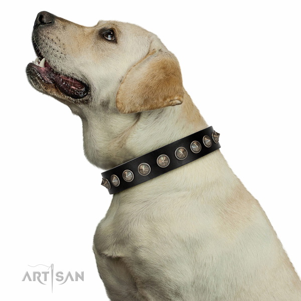 Extraordinary walking black leather Labrador collar with chic decorations