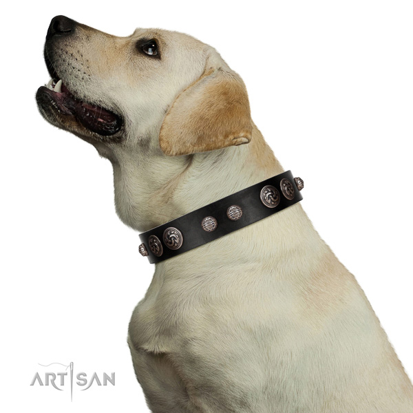 Royal look black leather Labrador collar with silver-like covered decorative elements