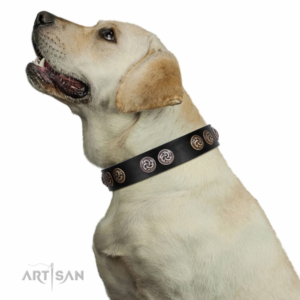 Extraordinary walking black leather Labrador collar with chic decorations