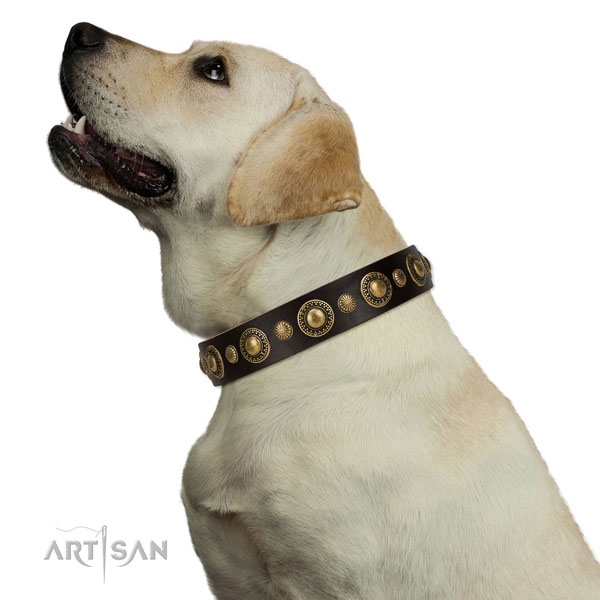 Beautiful leather Labrador collar for walks