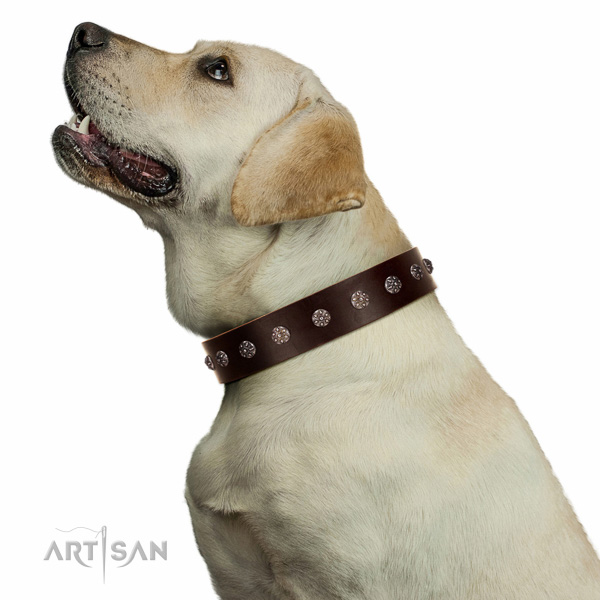 Extraordinary walking brown leather Labrador collar with chic decorations