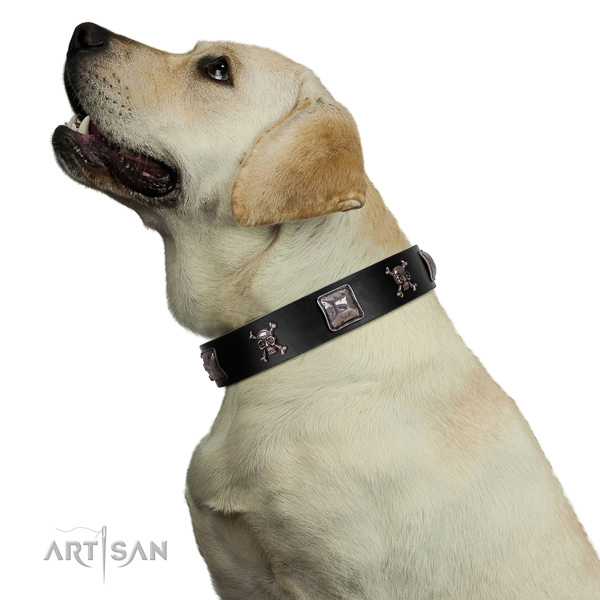 Gentle to Touch Genuine Leather Collar on Labrador