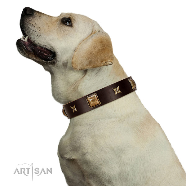 Wonderful Labrador Artisan leather collar for better control