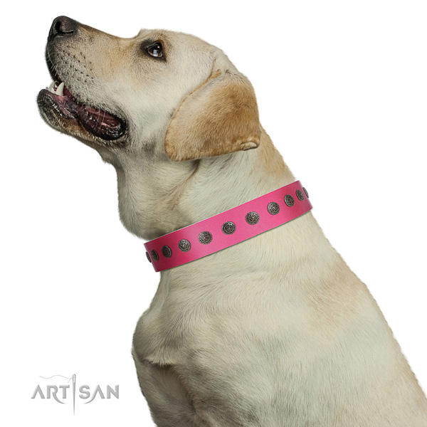 Walking top-notch quality walking leather Labrador collar