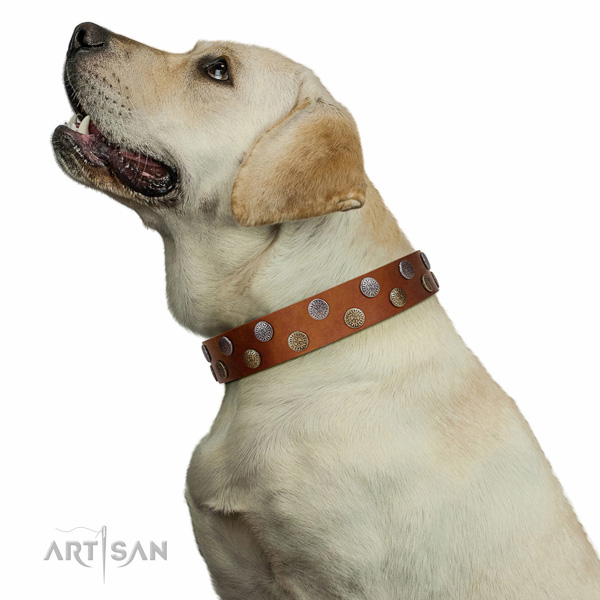 Extraordinary walking tan leather Labrador collar with chic decorations
