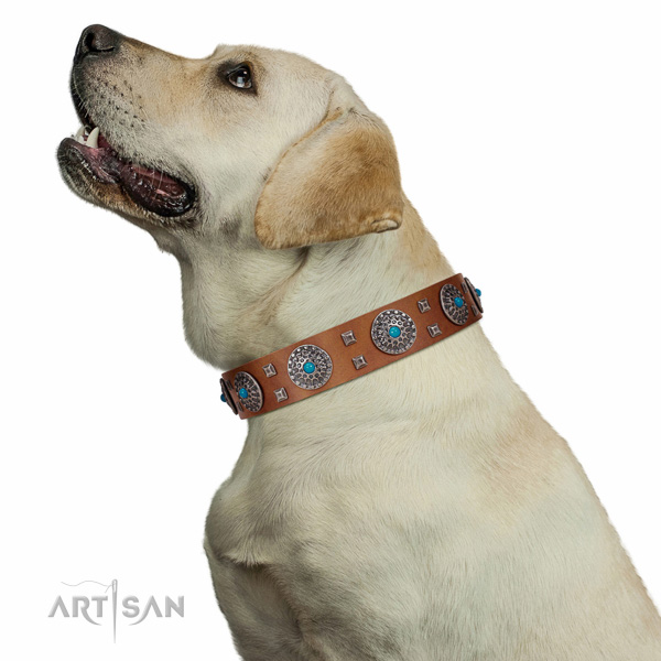 Top-notch fancy walking leather Labrador collar