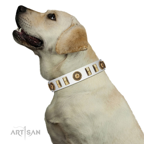 Royal Quality White Leather Labrador Collar for Walking