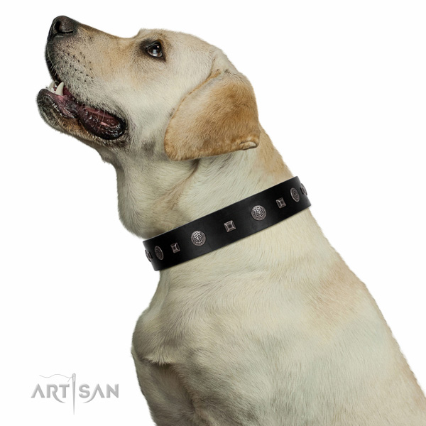 Extraordinary walking black leather Labrador collar with chic decorations