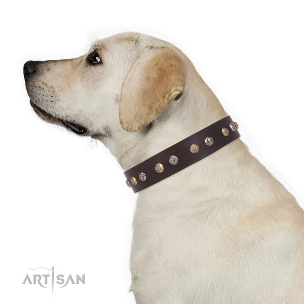 Labrador inimitable full grain genuine leather dog collar with adornments