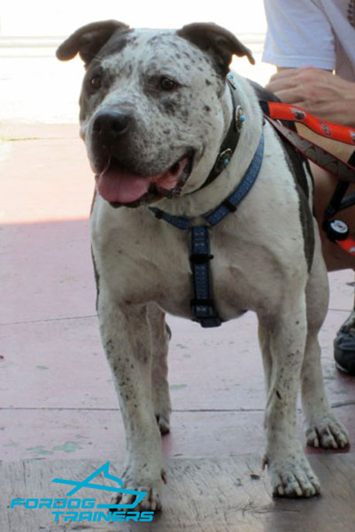 Decorated Leather American Bulldog Collar