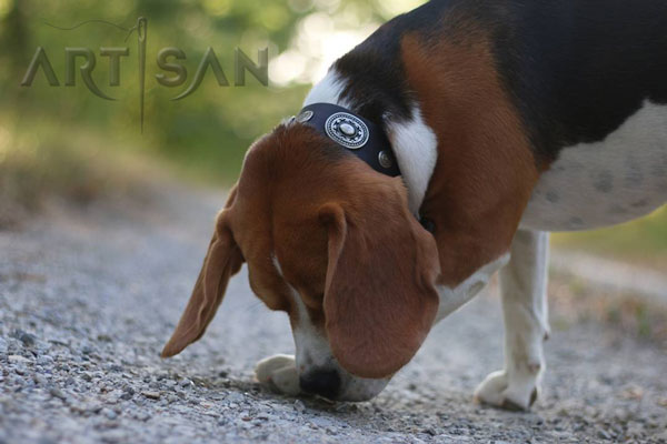 Stylish Bali in leather beagle collar for daily activities