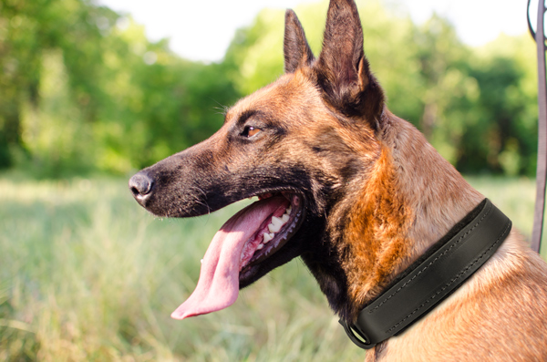 Dog Collar Made of Leather on Belgian Malinois