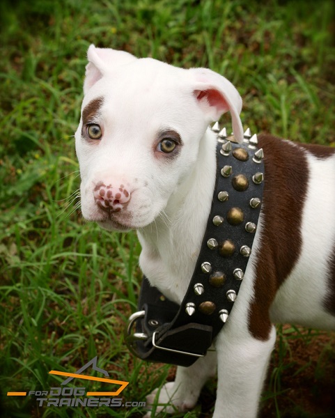 Decorated Leather Dog Collar for Bonnie Pitbull