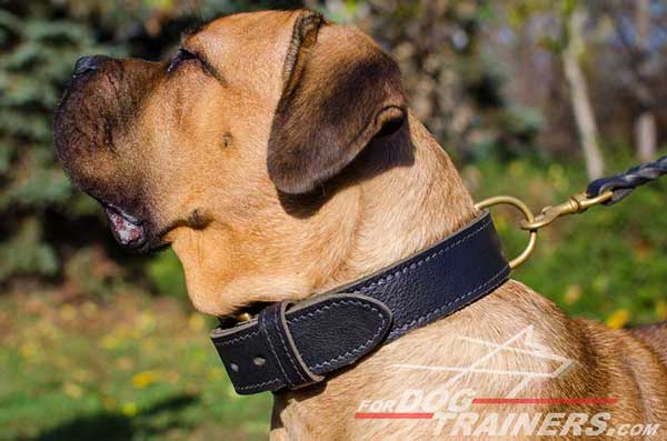 Comfortable 2 Ply Leather Cane Corso Collar with Fur Protection Plate