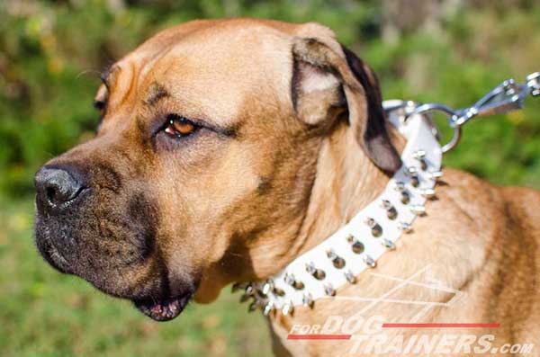 Exclusively Designed White Comfortable Leather Cane Corso Collar for Safe Walking