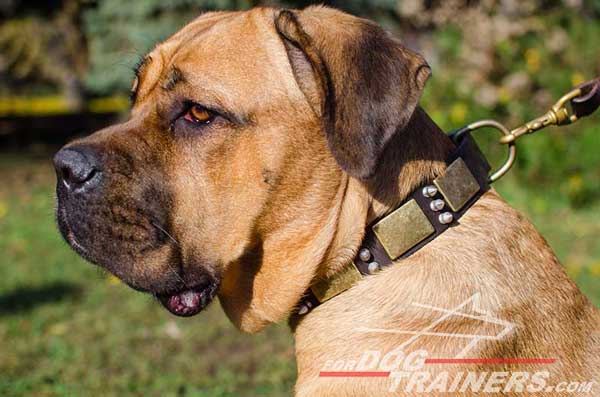 Walking Leather Cane Corso Collar with Hand-Set Plates and Spikes