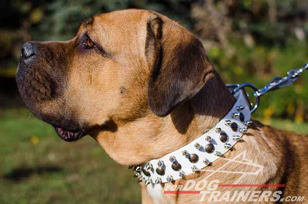 Excellent Quality Leather Cane Corso Collar with Spikes and Studs