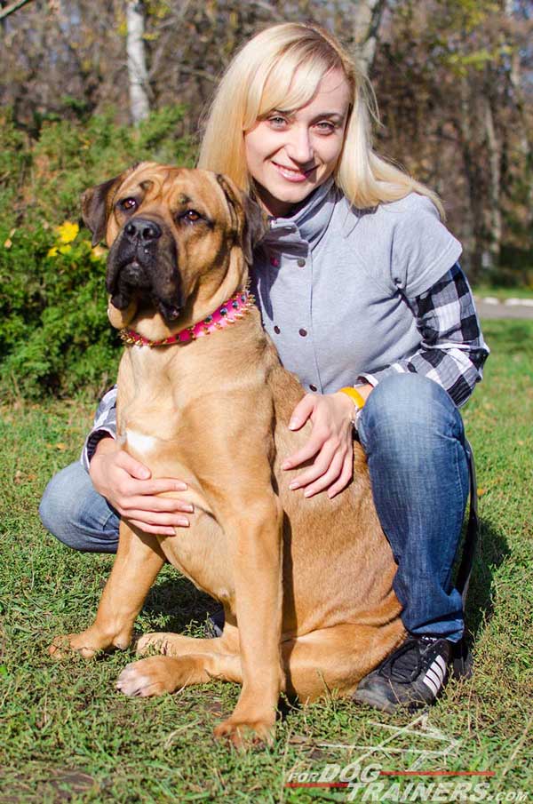 Pink Stylish Leather Cane Corso Collar 