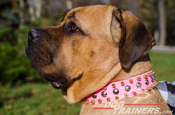 Fashion Leather Dog Collar for Cane Corso
