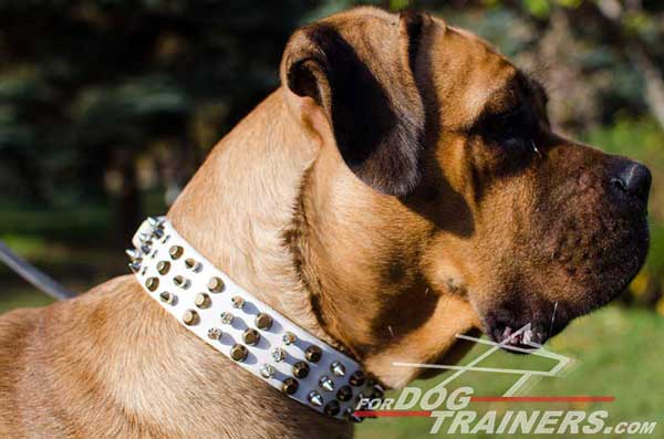 Spiked and Studded White Designer Leather Cane Corso Collar