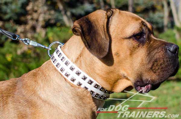 Leather Cane Corso Collar with Studs for Walking in Beauty Cane Corso Collar Studded White Leather