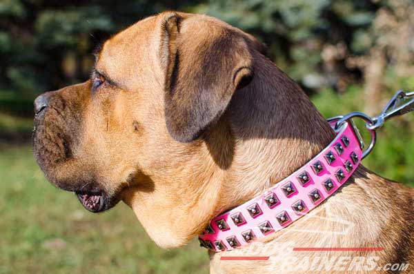 Studded Pink Leather Collar for Cane Corso