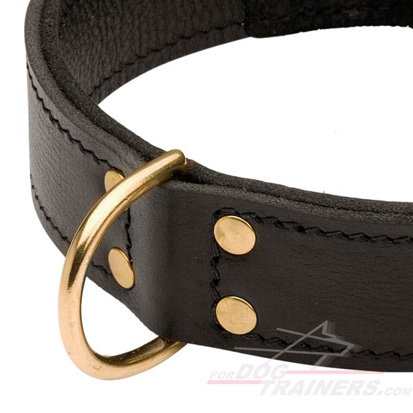 Wide Brass D-ring on Leather Cane Corso Collar