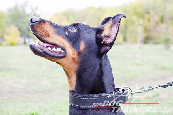 Functional leather Doberman collar with soft padding