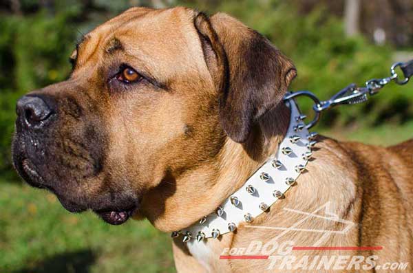 Extra Strong Reliable Spiked Leather Cane Corso Collar for Walking'