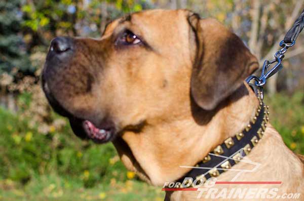 Wide Walking Leather Dog Collar for Cane Corso