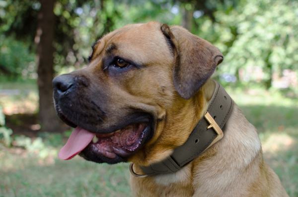 Strong Leather Dog Collar on Cane Corso