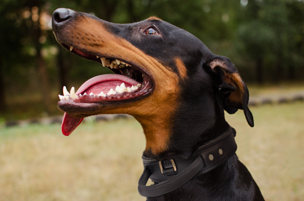 Leather Dog Collar with Handle on Doberman