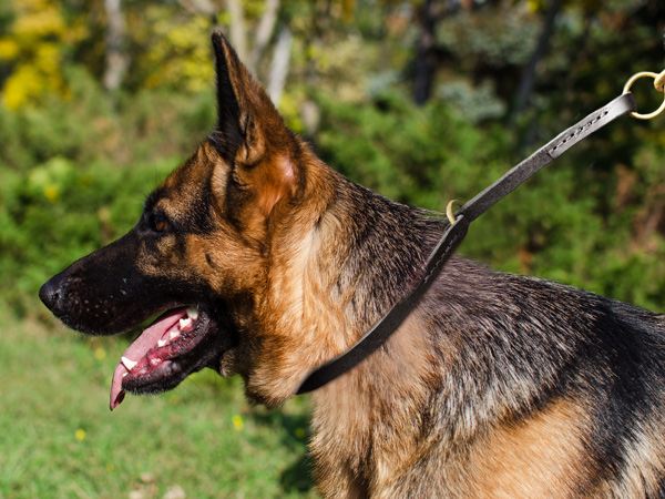 Dog Collar Made of Leather on German Shepherd