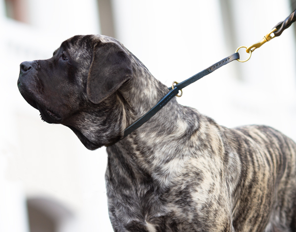 Tracking Dog Collar Made of Leather