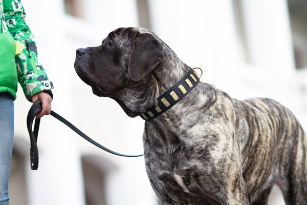 Walking Leather Choke Collar