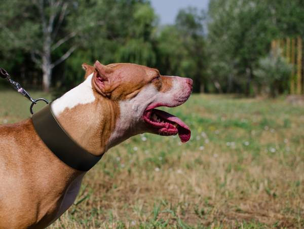 Wide Leather Dog Collar