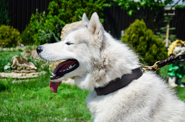 Safe Walking Leather Dog Collar on Siberian Husky