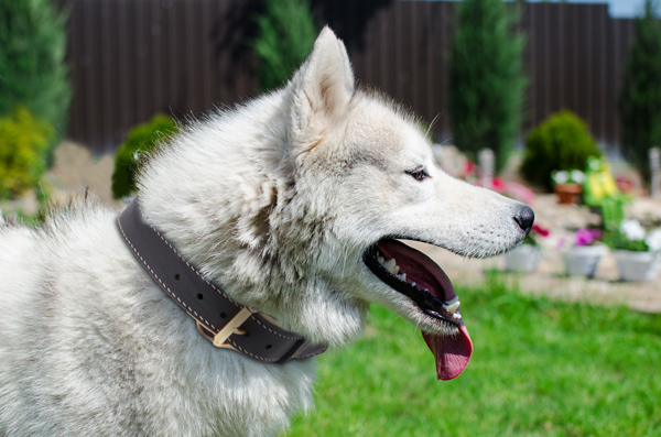 Training Leather Dog Collar on Siberian Husky