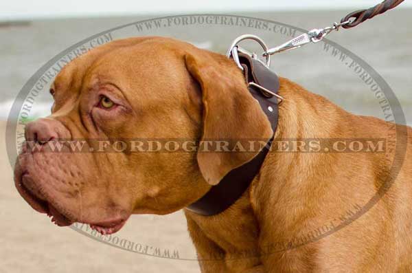 Dogue-de-Bordeaux leather collar wide