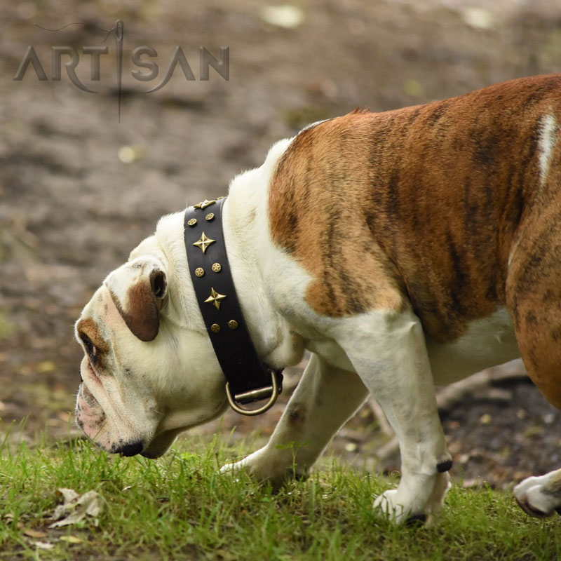 English Bulldog Dash is Incredible in FDT Artisan Adorned with