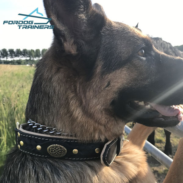 Exclusive Braided Leather Collar for German Shepherd Best Look