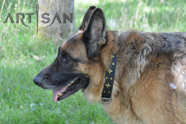 Decorated leather  German Shepherd collar