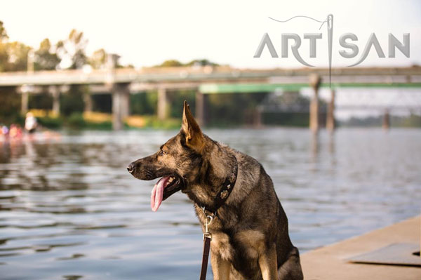 Extra strong leather German Shepherd collar with chrome-plated brooches