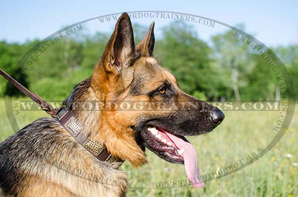 German Shepherd collar adorned with hammered plates