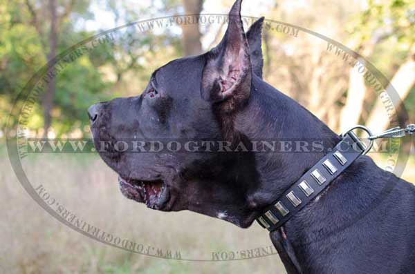 Great Dane Dog Collar