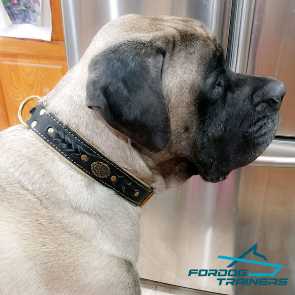Exclusively Designed Leather Collar for English Mastiff Best Look